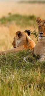 Lionesses resting in the golden savanna, creating a serene wildlife scene.