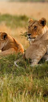 Two lions resting peacefully in golden savannah grass.