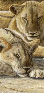 Two lions resting in golden savanna scene.