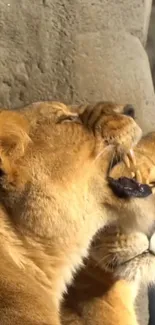 Serene image of two lions basking peacefully in golden sunlight.