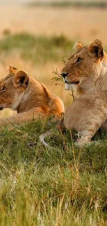 Two majestic lions resting in the golden savannah.