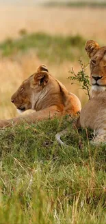 Two lions resting in the savannah grass.