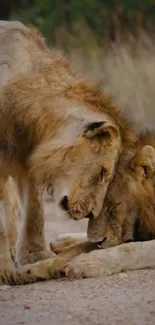 Two lions peacefully resting in the wilderness.