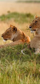 Two lions resting on a golden savannah in a serene mobile wallpaper.