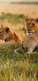 Two lions resting in the African savanna with golden grass surrounding them.