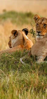 Two lions resting on grassy savanna at sunset.