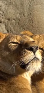 Two lions resting serenely under warm sunlight.