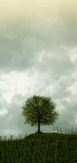 Lone tree on hill under cloudy sky.