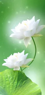 Serene white lotus flowers on a green background.