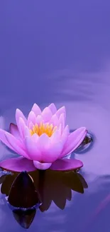 Purple water with serene lotus blossom reflection.