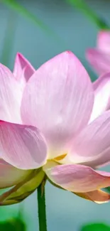 Serene mobile phone wallpaper featuring a pink lotus blossom.