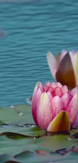 Serene lotus blossom on blue water with green leaves.