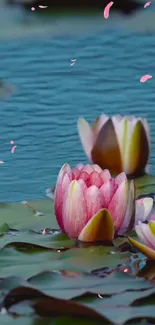 Pink lotus blossoms on a tranquil pond with gentle water ripples.