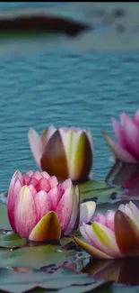 Peaceful pink lotus flowers on a serene water surface.