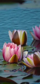 Serene wallpaper with pink lotus flowers on blue water surface.