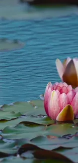 Mobile wallpaper with pink lotus flowers on a blue lake.