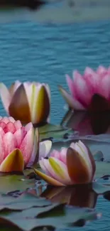 Pink lotus blossoms floating on serene blue water surface.