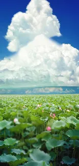 Serene wallpaper of a lotus field with clouds and blue sky.