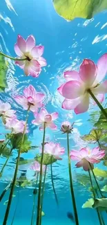 Lotus flowers underwater against a blue sky.