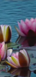 Pink lotus flowers floating on blue water wallpaper.