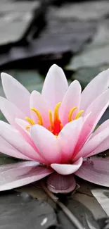 Pink lotus flower on a serene pond background.