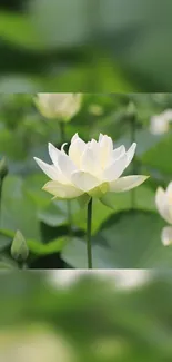 White lotus flower with green leaves background.