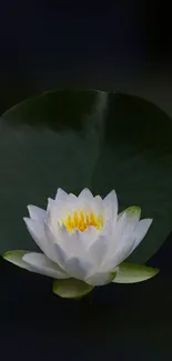 Peaceful lotus flower with dark green leaf backdrop.