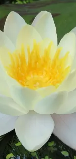 Beautiful white and yellow lotus flower in serene waters.