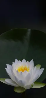 Serene white lotus against a dark green leafy background.