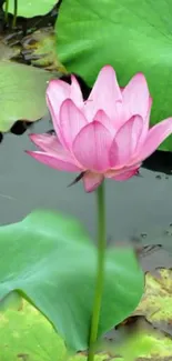 A serene pink lotus flower floats on a green pond, surrounded by large green leaves.