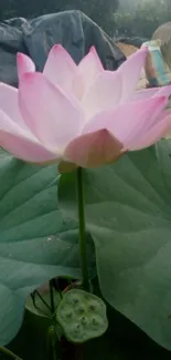 Serene pink lotus flower with lush green leaves in a tranquil setting.