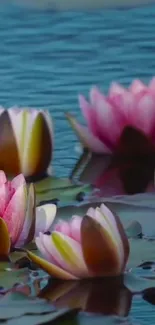 Serene pink lotus flowers floating on tranquil blue water.