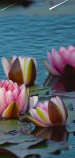 Vibrant pink lotus flowers float peacefully on calm water.