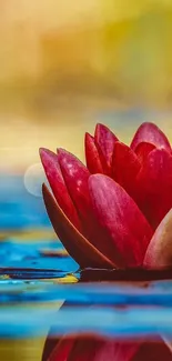 Red lotus flower with water reflection in serene setting.