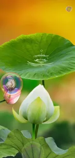 Vivid green lotus leaf with water droplet and glowing bubbles in nature.