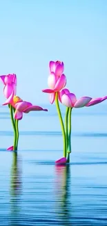 Serene pink lotus flowers reflecting on calm blue water.