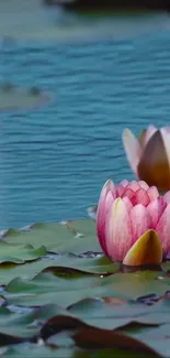 A serene lotus pond with pink flowers and green leaves.