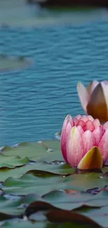 Pink lotus flowers on a serene blue pond, creating a calming mobile wallpaper.