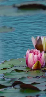 Tranquil mobile wallpaper with pink lotus on green pond.