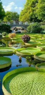 Serene pond with lotus leaves and a stone bridge.