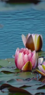 Serene lotus pond with blooming pink flowers over calm blue water.