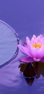 Purple lotus flower and lilypad in serene pond.