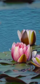 Blooming pink lotus flowers on a peaceful pond.