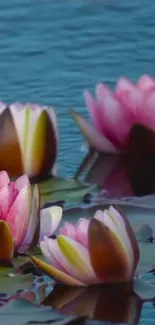 Pink lotus flowers floating on a tranquil blue pond.