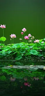 Tranquil dark green pond with pink lotus flowers and foliage.