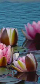 Pink lotus flowers floating on tranquil blue water.