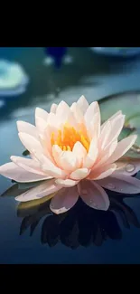 Serene pink lotus floating in a dark blue pond.