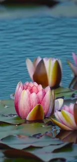 Beautiful lotus flowers on tranquil water, ideal for mobile wallpaper.