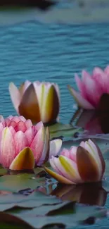 Pink lotus flowers floating on a calm blue pond.