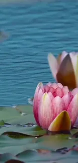 Serene lotus pond with blooming pink lotus flowers and blue water background.